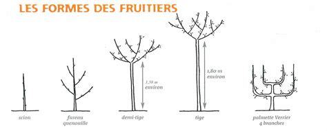 Schéma illustrant les différentes formes de taille de l'abricotier : scion, fuseau et demi-tige
