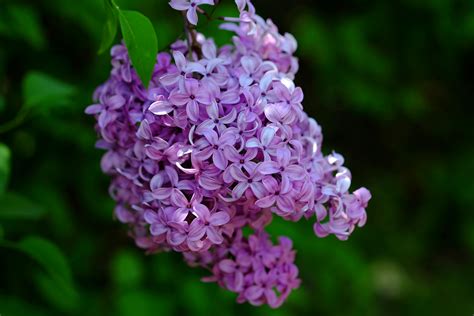 Plan rapproché d'une grappe de fleurs de lilas violettes épanouies au printemps