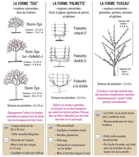 Diagramme des différentes formes fruitières : gobelet, palmette et axe central
