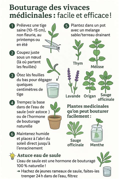 Schéma explicatif illustrant les différentes étapes du bouturage dans l'eau : coupe de la tige, retrait des feuilles basales et développement racinaire.