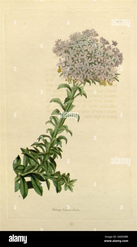 Illustration détaillée de la Liane corail, montrant ses grappes de fleurs caractéristiques et son feuillage en forme de cœur.