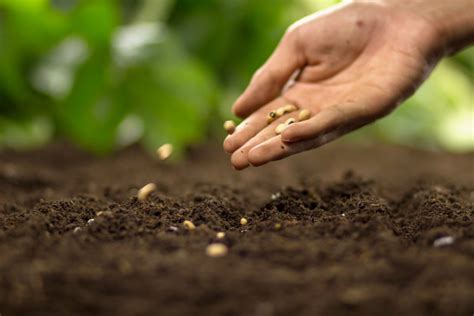 Jardinier récoltant des graines de plantes