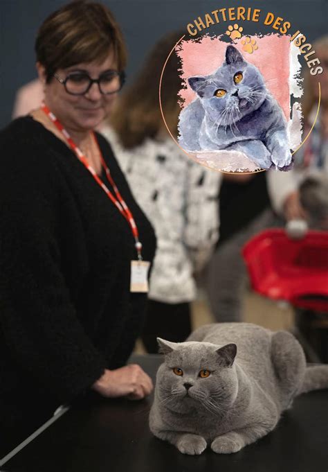 Chatterie de l’Hortensia Bleu : un foyer accueillant pour les chats de race