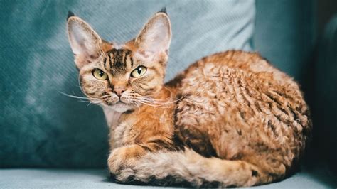 Portrait d’un Devon Rex aux oreilles caractéristiques et au pelage ondulé