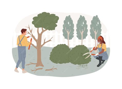 Schéma illustrant la coupe des branches mortes et le raccourcissement des extrémités pour un rosier grimpant