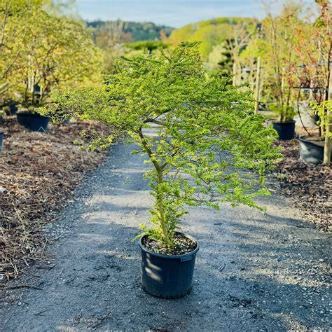 Un spécimen mature d'Ulmus 'Jacqueline Hillier' mettant en avant son port buissonnant et tortueux dans un jardin de style zen