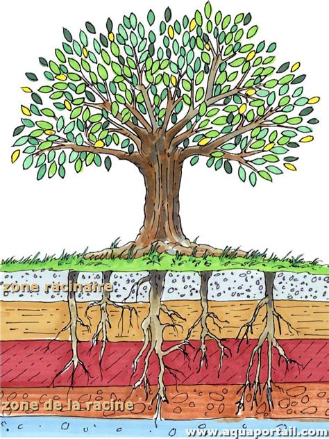 Schéma illustrant la structure du système racinaire et la profondeur de plantation recommandée pour un orme nain