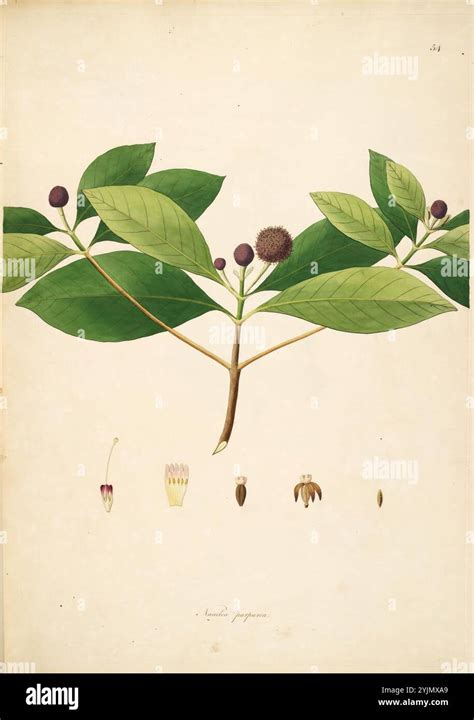 Illustration botanique détaillée d'un Hibiscus rosa-sinensis montrant ses feuilles ovales et ses fleurs caractéristiques