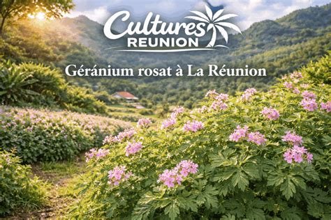 Artisan distillant le géranium rosat à La Réunion