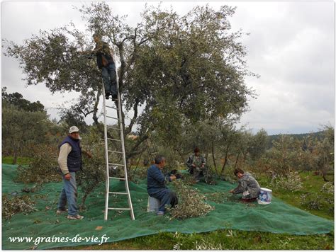 Récolte manuelle des olives dans un verger traditionnel
