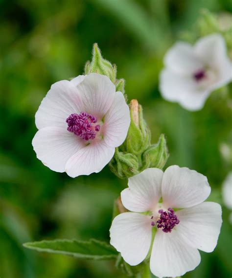Plan de guimauve en fleurs dans un jardin