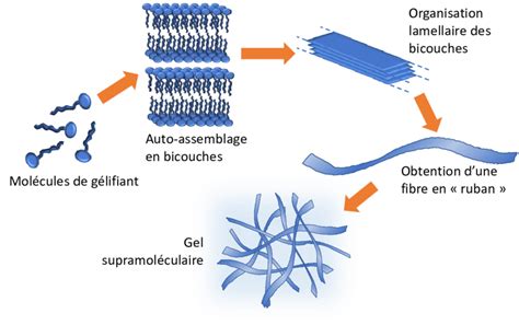 Schéma illustrant la formation du gel de mucilage au contact de l'eau