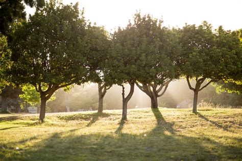 Schéma illustrant les zones d'ombre dans un jardin : arbres, murs et bâtiments