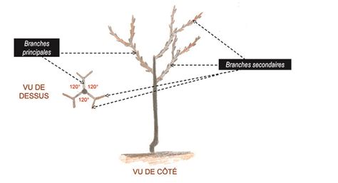 Schéma illustrant la structure idéale d'un arbre fruitier (tronc, branches charpentières, coursonnes)
