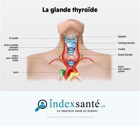 Schéma anatomique de la glande thyroïde humaine