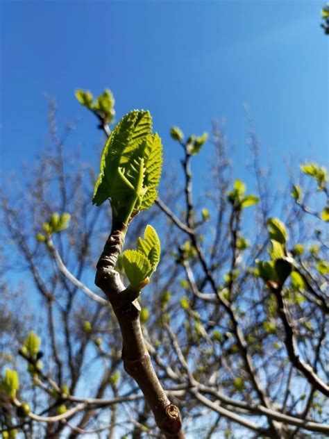 Illustration de bourgeons de Rosier sauvage et de Figuier