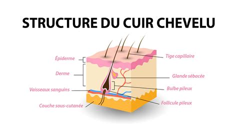 Schéma illustrant l'application du masque sur le cuir chevelu