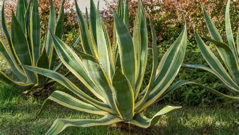 Agave majestueux en plein soleil