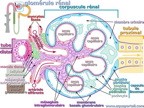 Diagramme illustrant l'intégration des informations dans le glomérule bulbaire