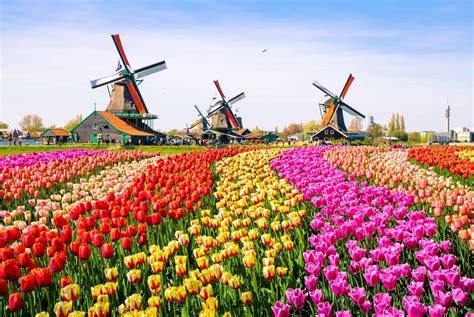 Champ de tulipes colorées en Hollande