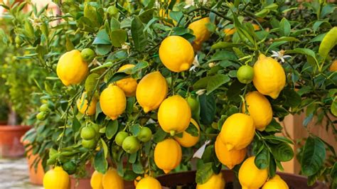 Un citronnier majestueux sous un soleil méditerranéen