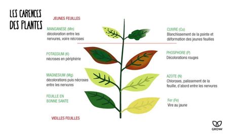 Infographie : Guide visuel des carences minérales sur feuilles de vigne