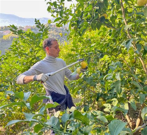 Visite guidée dans la forêt d'avocatiers de la Ferme des Citrons