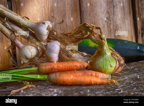 Assortiment de légumes bio fraîchement récoltés