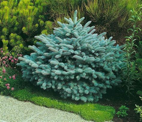 Comparaison visuelle des différentes formes de Picea pungens (globosa, conica, koster)