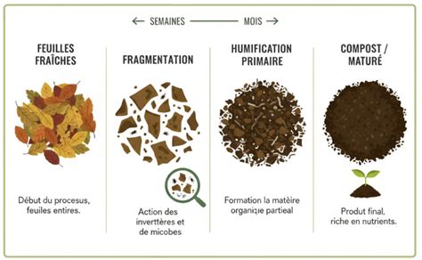 Schéma illustrant le cycle naturel de décomposition des feuilles mortes en forêt pour former l'humus