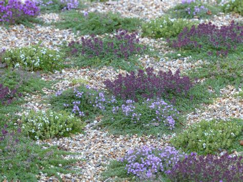 Photo montrant des plantes rampantes fixant le sol d'une butte paillée