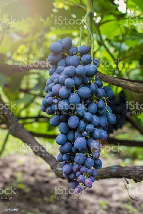 Grappes de raisin frais sur une vigne