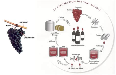 Schéma simplifié du processus d'extraction du jus de raisin