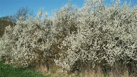 Le prunellier en fleurs au printemps