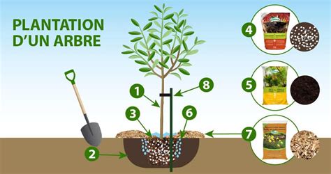 Schéma de plantation d'un figuier avec drainage au fond du trou