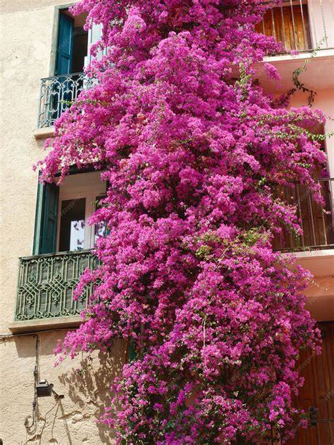 Bougainvilliers en fleurs sur une façade méditerranéenne