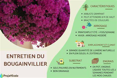 Infographie : Causes et solutions pour un bougainvillier sans fleurs