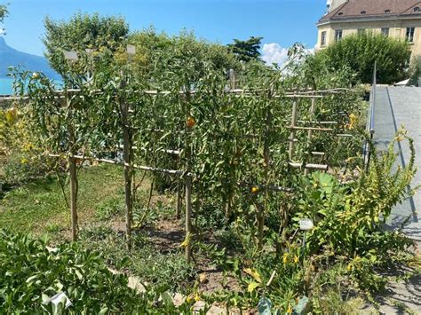 Illustration des différentes méthodes de tuteurage pour tomates : spirale, tipi et palissage vertical par ficelle