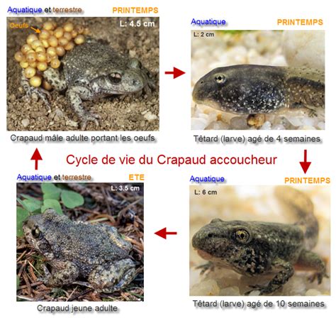 Schéma explicatif du cycle de vie du crapaud accoucheur