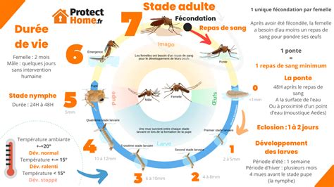 Infographie sur la cycle de vie des moustiques et méthodes de contrôle
