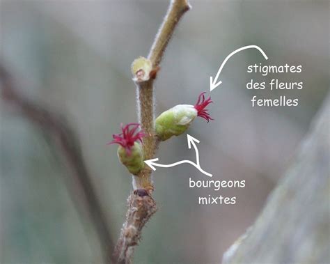Schéma anatomique du bourgeon mixte du noisetier montrant les stigmates rouges