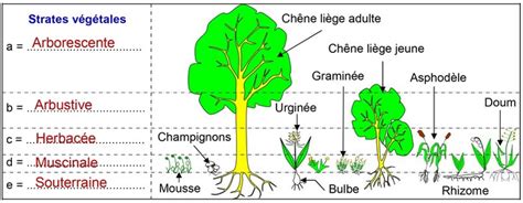 Schéma explicatif des strates d'une forêt-jardin permacole