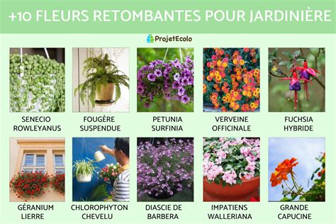 Schéma de plantation pour une jardinière mixte : fleurs retombantes en bordure et grimpantes sur le treillis