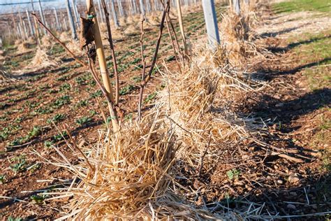 Paillage du sol dans un verger