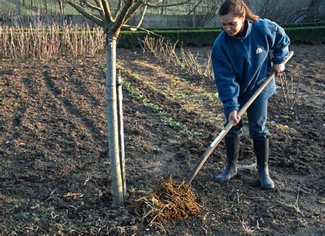 Travail du sol au pied d'un arbre fruitier