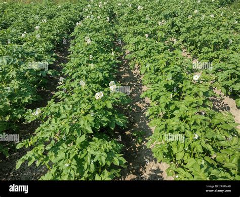 Champ de pommes de terre en fleur avec un feuillage sain et vigoureux