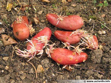Tubercules de pomme de terre avec des germes courts et colorés prêts à être plantés