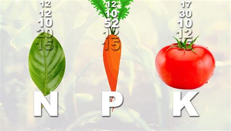 Graphique comparatif des ratios NPK recommandés selon le type de plante : feuillage vs floraison