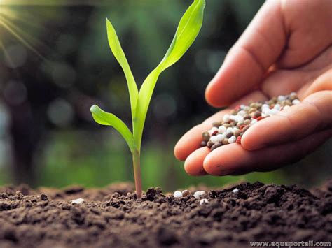 Schéma explicatif montrant l'insertion oblique d'un bâtonnet fertilisant dans un pot de fleurs, à bonne distance des racines