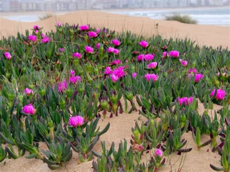 Tapis de fleurs de Carpobrotus edulis sur une dune littorale